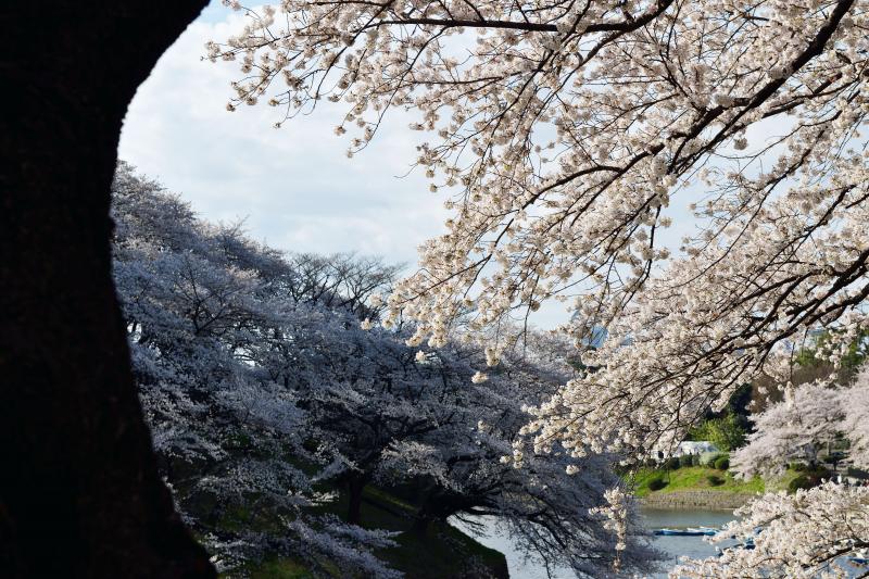 [ 千鳥ヶ淵の桜 ]  