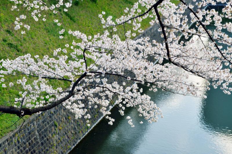 [ 千鳥ヶ淵の桜 ]  