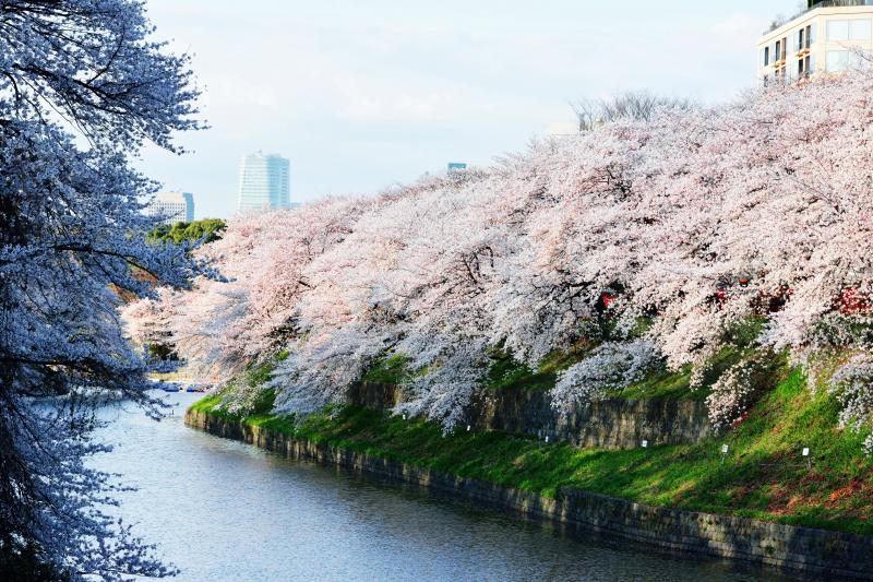 [ 土手を埋め尽くす千鳥ヶ淵の桜 ]  土手から溢れるような桜です。