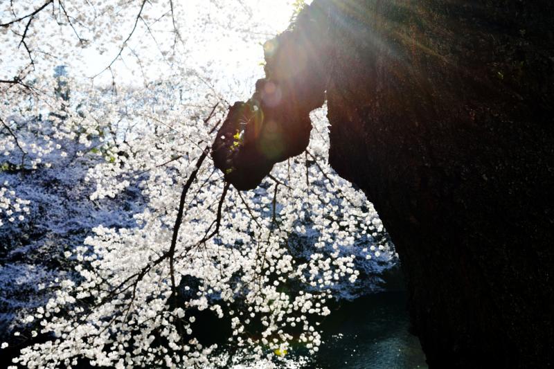 [ 桜の光芒 ]  眩しい日差しになってきました。