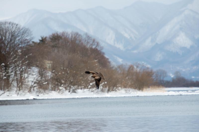 [ 猪苗代湖・長浜の白鳥 ]  