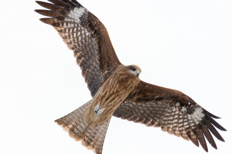 [ 猪苗代湖・長浜の白鳥 ]  