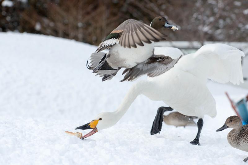 [ 猪苗代湖・長浜の白鳥 ]  