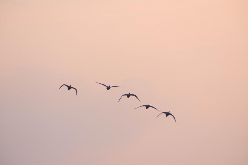 [ 猪苗代湖・長浜の白鳥 ]  