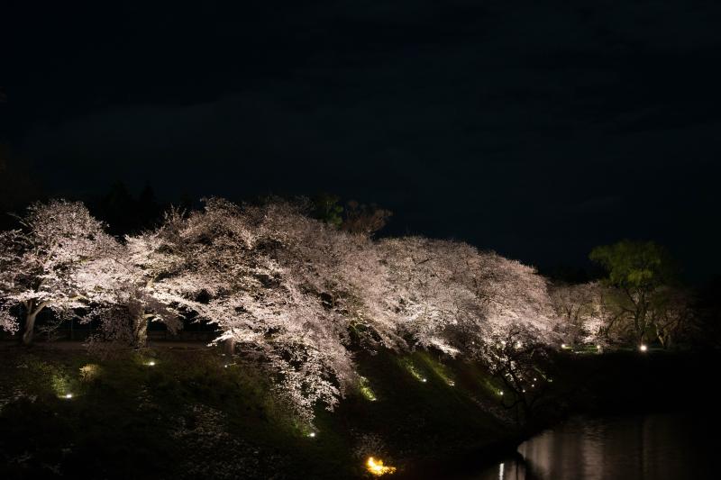 [ 鶴ヶ城の夜桜 ]  お堀の周りを桜が囲んでいます。