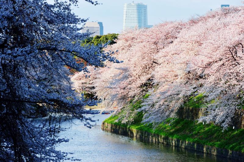 千鳥ヶ淵の桜| 