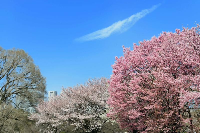 [ 桜満開 ]  新宿御苑は春一色です。