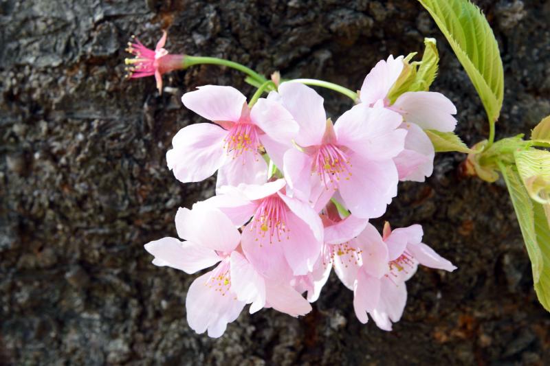 [ 幹に咲く花 ]  幹から花が出ています。