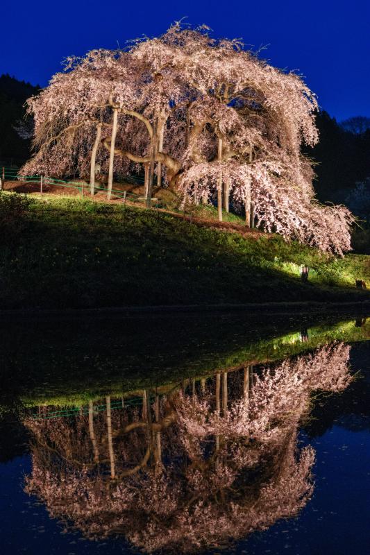 [ 蒼の時 ]  ライトアップされた桜がシンメトリーに！