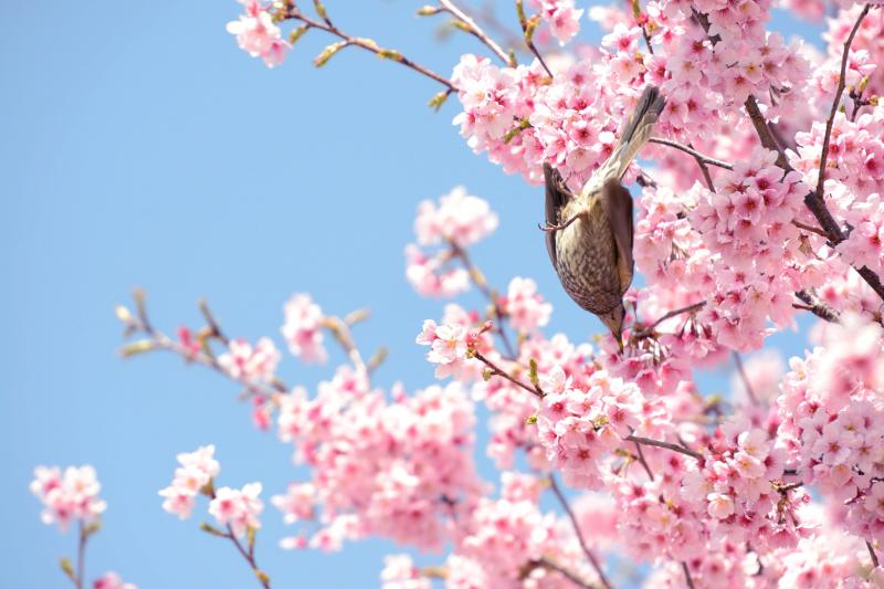 [ ヒヨドリの逆さジャンプ ]  ヒヨドリが下の枝に飛び移ります。