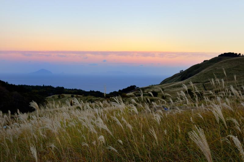 細野高原と利島| ススキの草原の先に海と島が見えます。