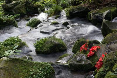 胴腹滝の清流| お盆の時期に花が添えられていました。