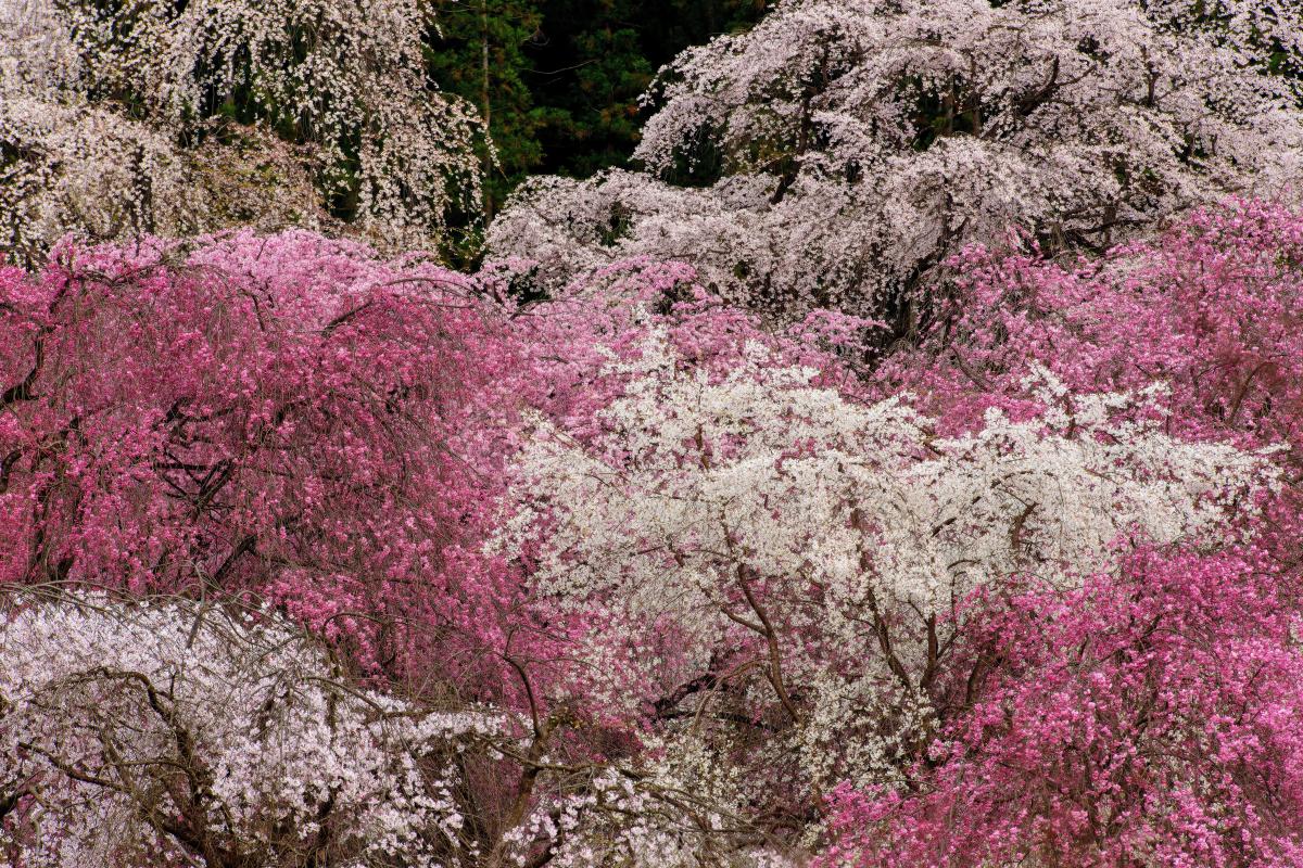 秩父 清雲寺の桜 撮影ガイド 三十本の枝垂桜が境内で共演 見事に咲き乱れ空を埋め尽くす ピクスポット 絶景 風景写真 撮影スポット 撮影ガイド カメラの使い方