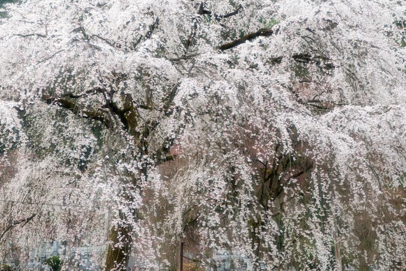 [ 妖艶 ]  風で揺れる桜が美しい