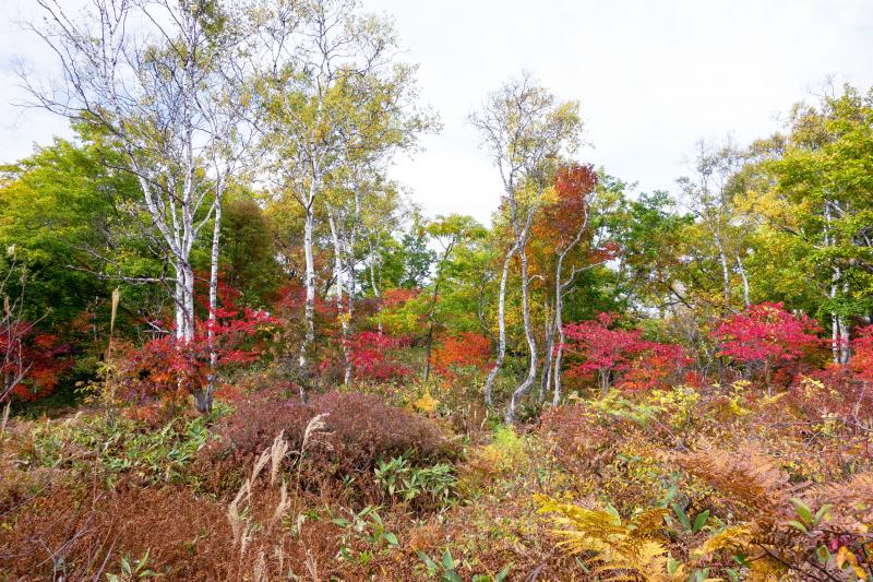 [ 琵琶池周辺の紅葉 ]  赤い紅葉と白樺が美しい