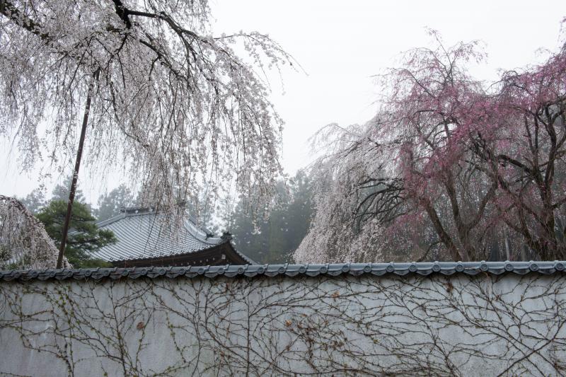 [ 清雲寺のしだれ桜 ]  