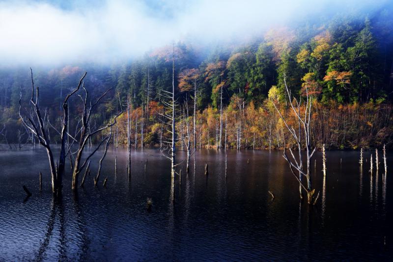 [ 自然湖の立ち枯れと紅葉 ]  立ち枯れが神秘的な世界を創り出しています。