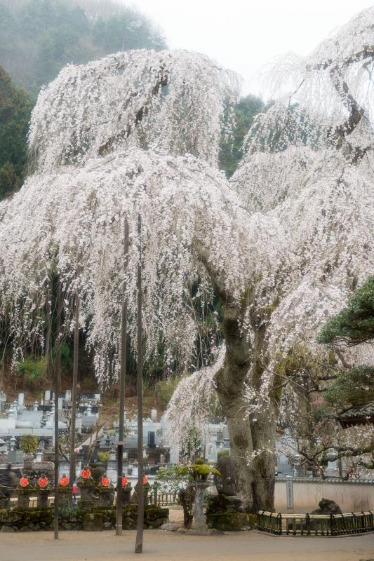 [ 清雲寺のしだれ桜 ]  