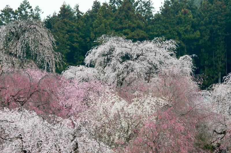 [ 清雲寺のしだれ桜 ]  