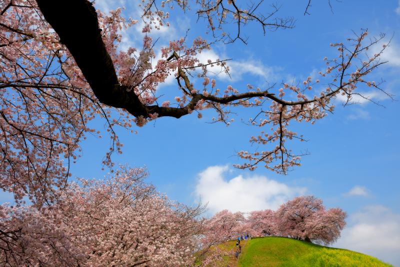 [ 爽快古墳春景色 ]  風情のある枝の下から、桜と菜の花に包まれた古墳を見上げて。空に流れ行く雲と桜がとても綺麗でした。