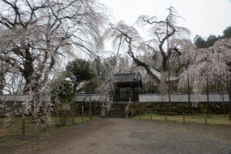 [ 清雲寺のしだれ桜 ]  