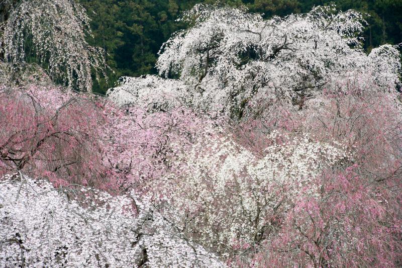 [ 清雲寺のしだれ桜 ]  