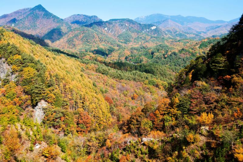 [ クリスタルライン紅葉絶景 ]  紅葉の山並みが続きます。