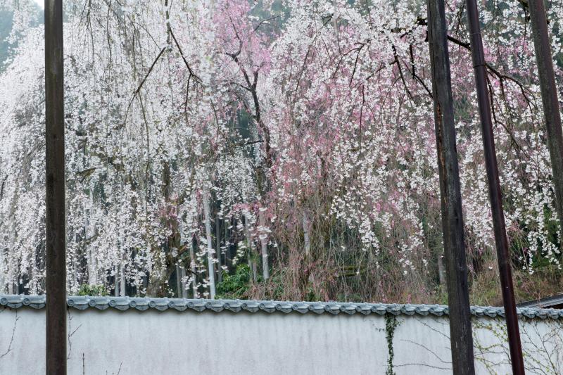 [ 清雲寺のしだれ桜 ]  