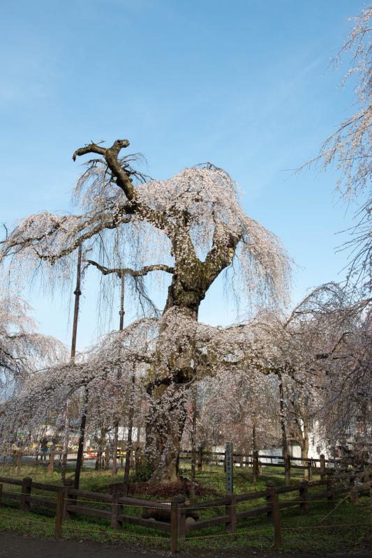 [ 清雲寺のしだれ桜 ]  