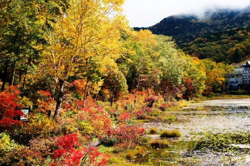 [ 蓮池の紅葉 ]  池周辺の樹々が見事に色付きます。