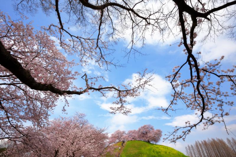 [ 古墳の春 ]  古墳は春になるとたくさんの桜が咲き乱れます。桜・菜の花・青空に流れる雲と、春の要素が凝縮された空間になっています。
