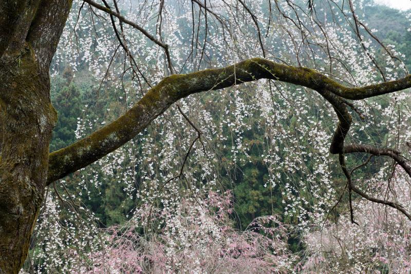 [ しっとりとした春 ]  雨模様の中の桜