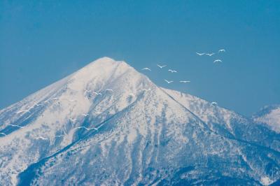 磐梯山と白鳥| 磐梯山を背景に白鳥たちが飛んでいます。