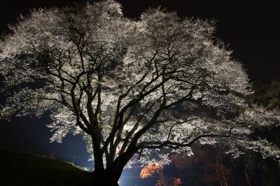 光の中で| 浮き上がった桜が綺麗です。