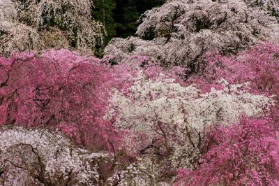 枝垂れの競演| 境内では数十本の枝垂桜が咲き競う。枝垂桜の名所。