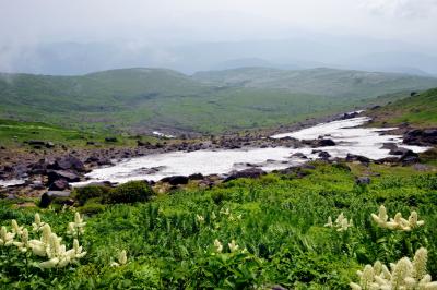 月山の雪渓とコバイケイソウの群生| 登山道のわきには幾つもの雪渓が見えます。