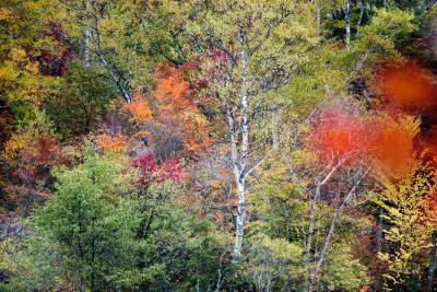 丸池の紅葉| 紅葉の中の白樺が美しい