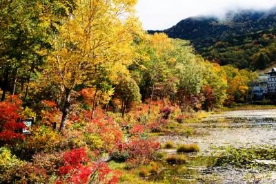 池周辺の樹々が見事に色付きます。