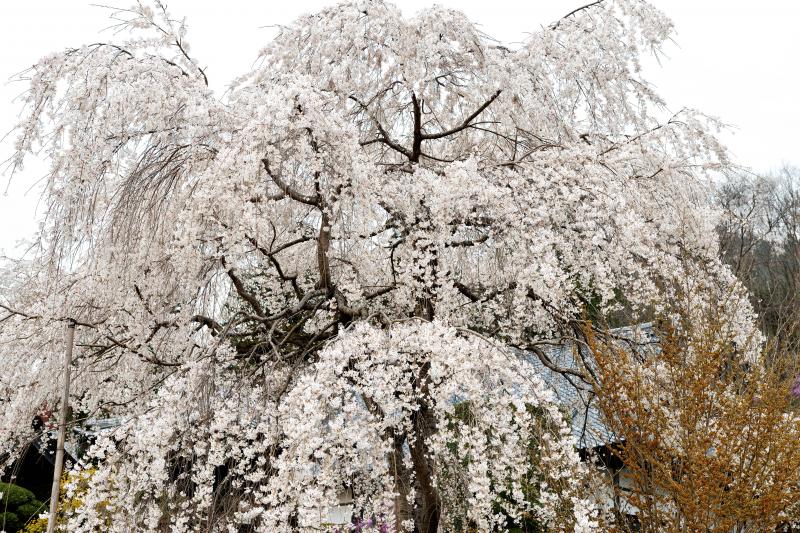 [ 法善寺の枝垂桜 ]  樹勢の良い枝垂桜があります。