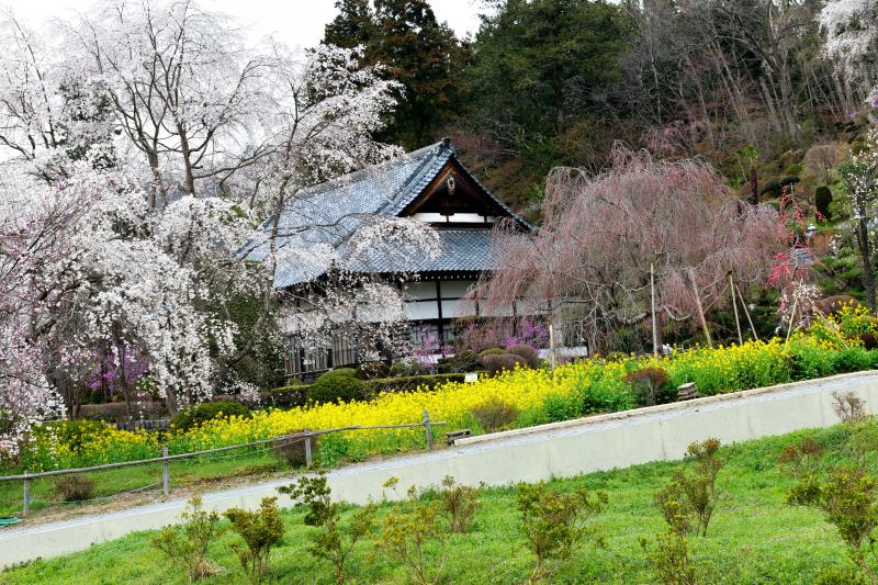 [ 法善寺の桜と菜の花 ]  黄色と桜のコントラストが美しい