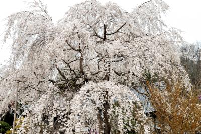 法善寺の枝垂桜| 樹勢の良い枝垂桜があります。