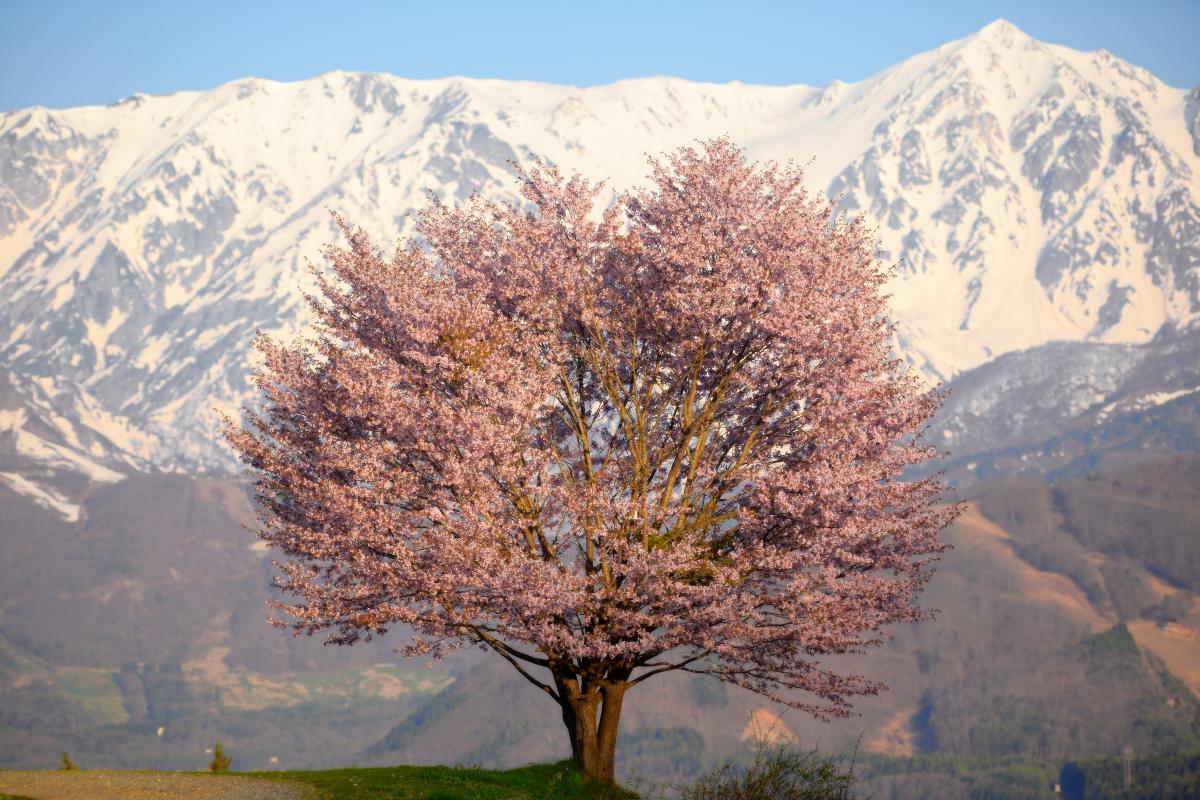 白馬村 一本桜 雄大な北アルプスが目の前に迫ります。白馬鑓ヶ岳の高さと迫力に驚きました。