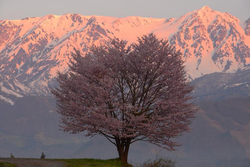 野平の桜 ピクスポット 絶景 風景写真 撮影スポット 撮影ガイド カメラの使い方