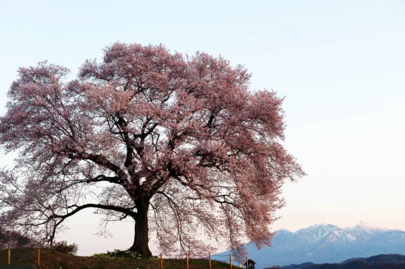 [ わに塚の桜と朝日に染まる八ヶ岳 ]  桜に陽が当たり始めました。