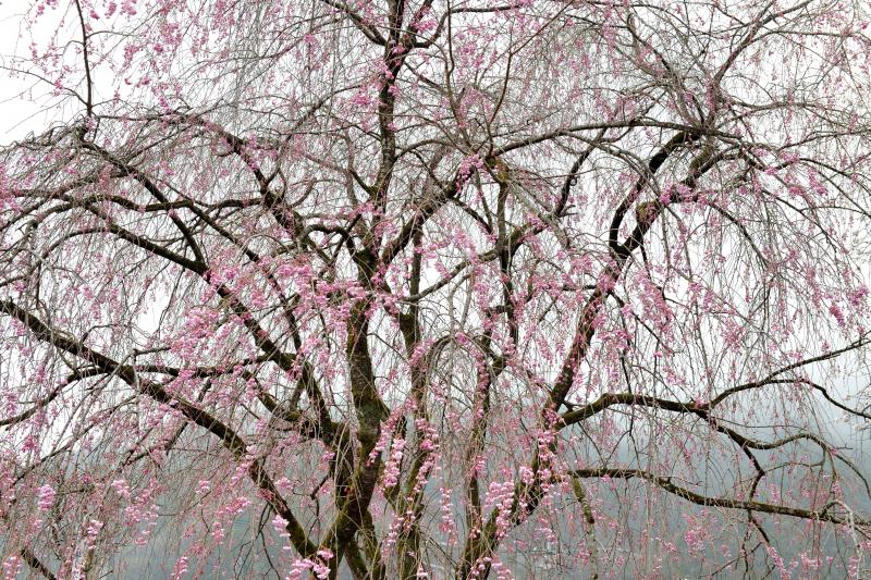 [ 繊細な枝垂れ ]  秩父は枝垂桜の名所が多いです。