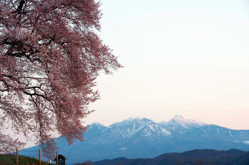 [ 朝日に染まる八ヶ岳 ]  八ヶ岳と桜のコラボレーション