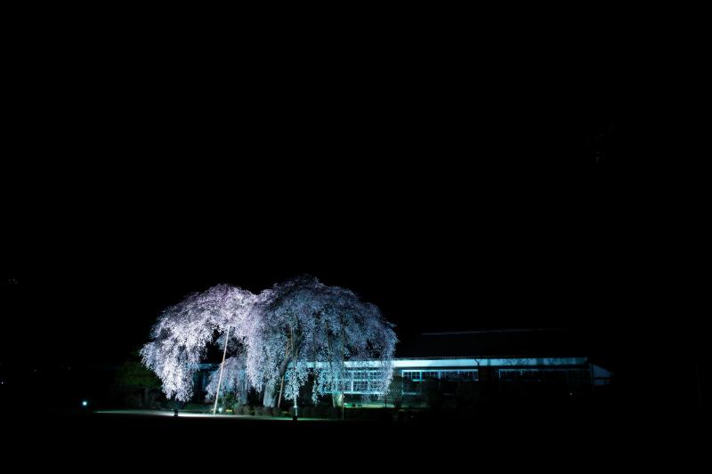[ 闇に浮かぶ学校と桜 ]  離れてみても美しい場所です。