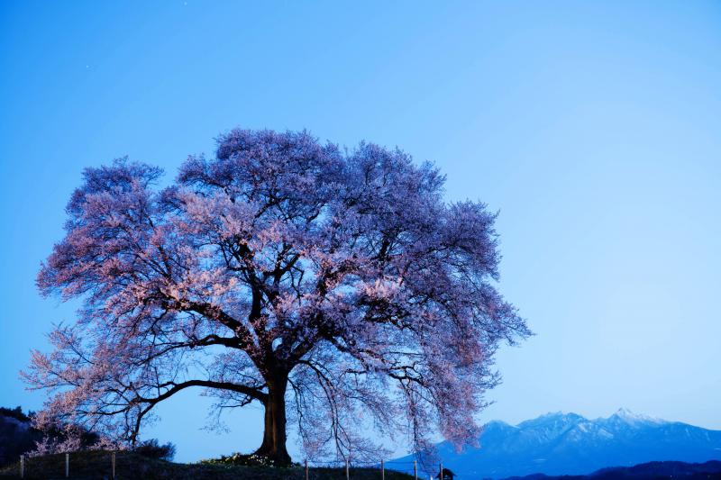 [ わに塚の桜と八ヶ岳 ]  夜明け前から雪を抱いた八ヶ岳が見えていました。