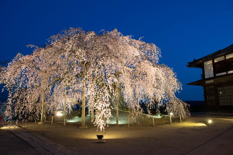 [ 濃紺の空に浮かぶ舞台桜 ]  空が綺麗な時間帯。ライトアップされた桜が美しい。