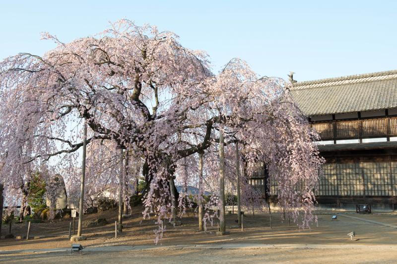 [ 舞台校舎と舞台桜 ]  歴史ある和の空間